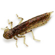 Dragonfly 1.7