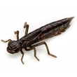 Dragonfly 1.7