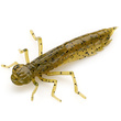 Dragonfly 1.7