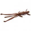 Shrimp 3